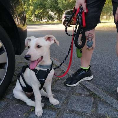 Hundetreffen-Neue Kontakte/Freunde kennen lernen-Bild