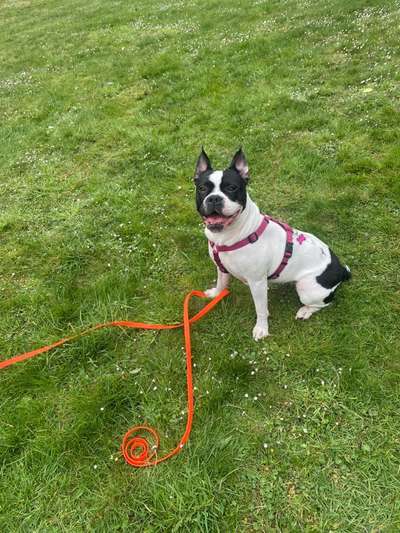 Französische Bulldoggen-Beitrag-Bild