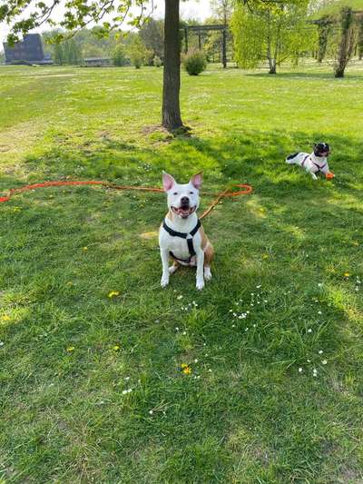 Mehrhundehaltung oder Einzelhund?-Beitrag-Bild