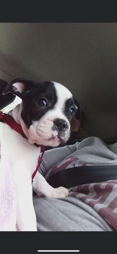 Welpen Bilder !-Beitrag-Bild