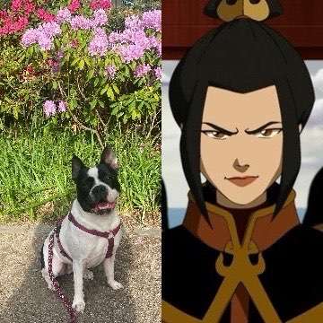 Wie heißt dein Hund?-Beitrag-Bild