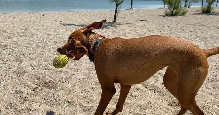 Foto Challenge Nr. 137 - Lass die Ohren fliegen-Beitrag-Bild