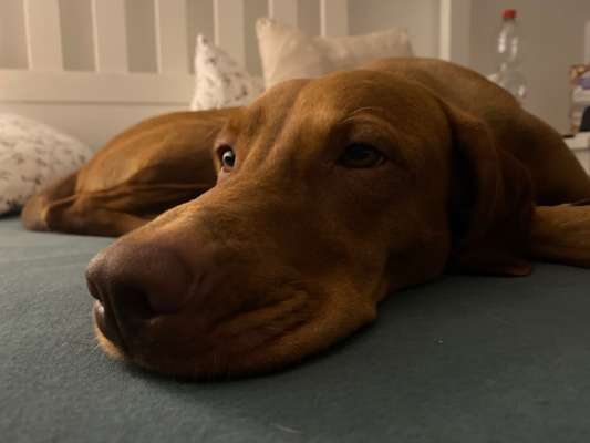 Darf der Hund bei Euch im Bett schlafen?-Beitrag-Bild