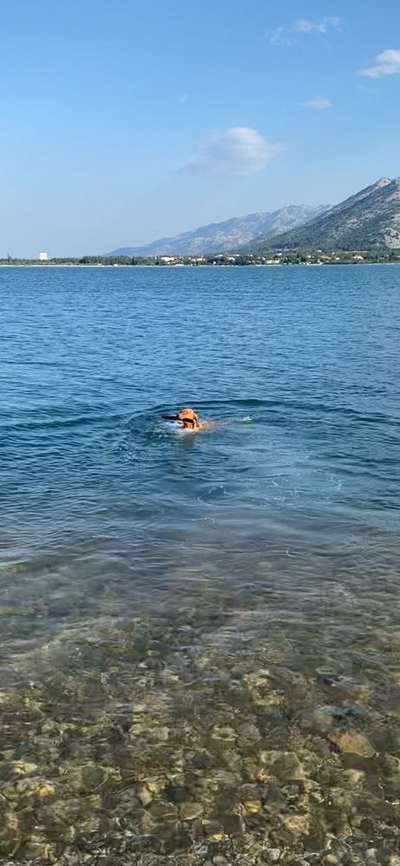 Dogorama Photo Challenge - Hunde in Action-Beitrag-Bild