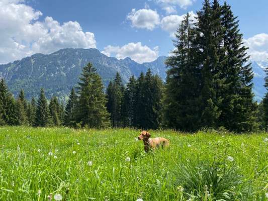 Handy Fotochallenge Nr. 52: Dein Hund mit blauem Himmel-Beitrag-Bild