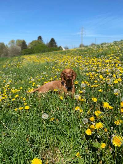 9.Farben-Fotochallenge            Gelb-Beitrag-Bild