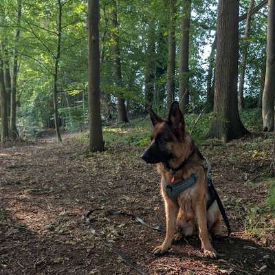Hundetreffen-Socialwalk-Bild
