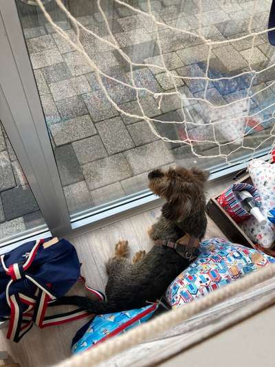 Fotochallenge Nr 96.: Bunt, Bunter, Hund 💐🌹🍁-Beitrag-Bild