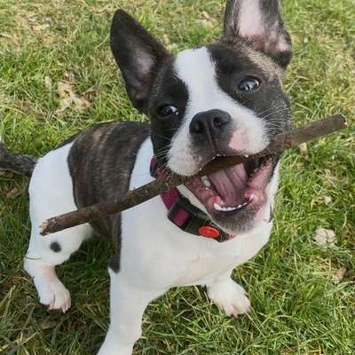 Hundetreffen-Gassi Runde für alle Hunde-Bild