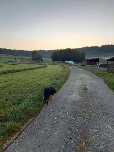 Hundeauslaufgebiet-Körzendorfer Weg-Bild