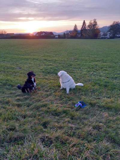 Hundeauslaufgebiet-Schöne Wiese-Bild