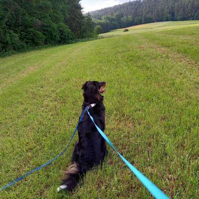 Hundetreffen-Hunderunde