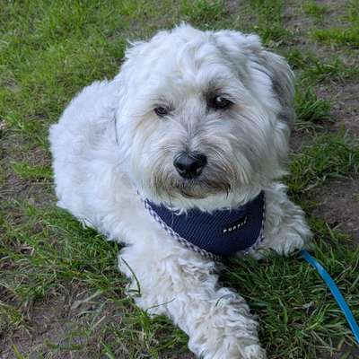Hundetreffen-Gassirunde im Deister mit sozialen Hunden-Bild