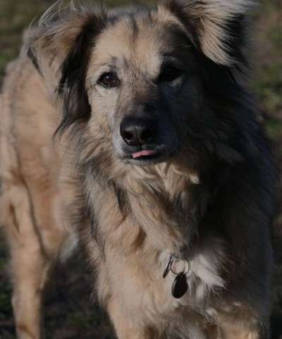 Tierschutzhunde suchen ein Zuhause-Beitrag-Bild