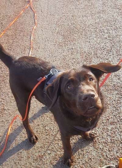 Hundetreffen-Elmo sucht Spielfreunde in Worpswede und Umgebung. Treffpunkt Parkplatz Dorfplatz Worpswede-Bild