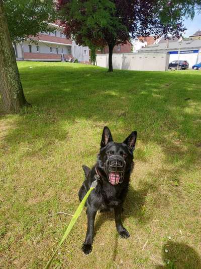 Hundetreffen-Freunde für spencer-Bild