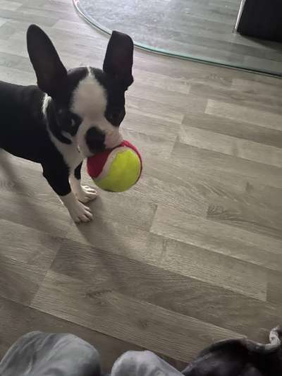 Wo sind hier die Boston Terrier?-Beitrag-Bild
