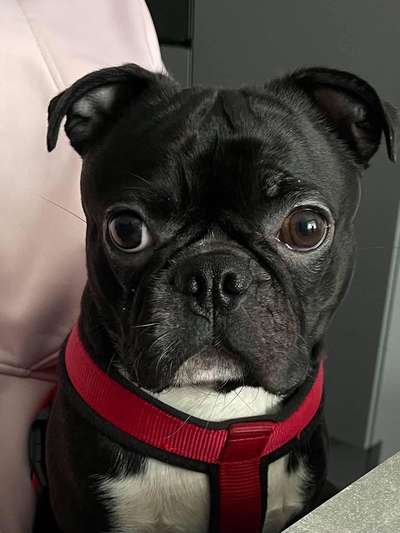 Die Dogorama Kalender Challenge Titelbild-Beitrag-Bild