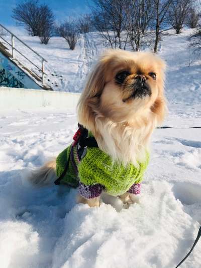 Dogorama Photo Challenge - Es wird nochmal kalt!-Beitrag-Bild