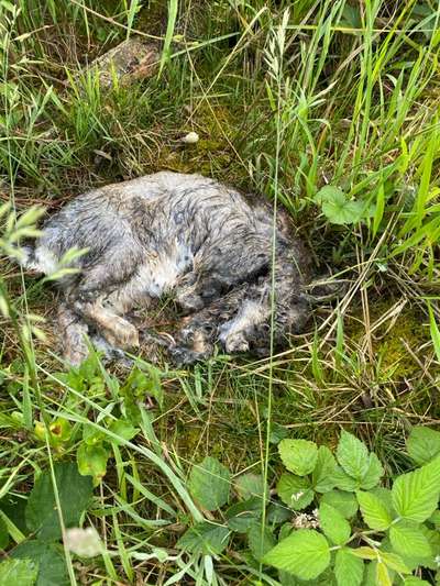 Giftköder-Triggerwarnung Tiersterben / tote Tiere-Bild