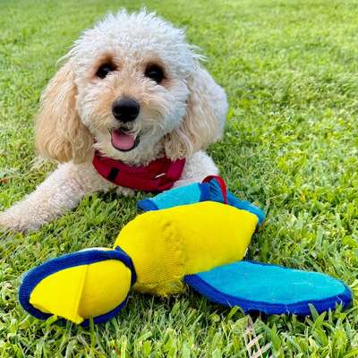 Hundetreffen-Klein und sensibel-Bild