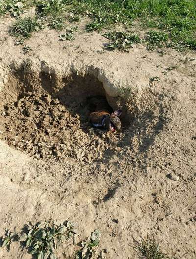 Zeige das lustigste Bild eures Hundis-Beitrag-Bild