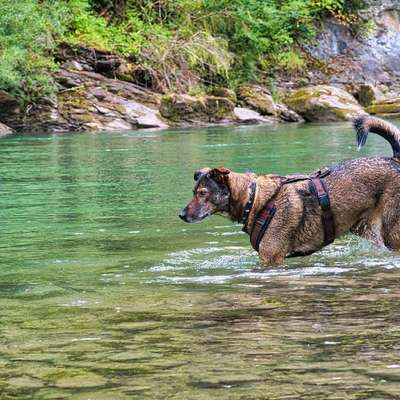 Hundetreffen-Gemeinsame Spaziergänge-Bild