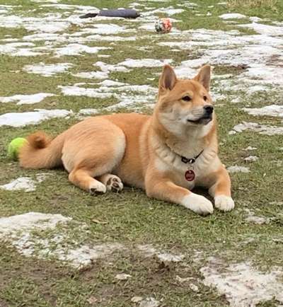 Shiba Inu und andere japanische Rassen!-Beitrag-Bild