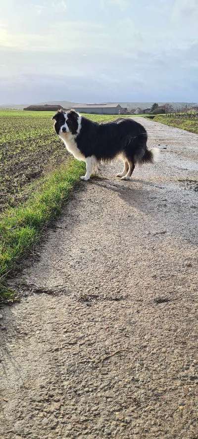 Zeigt mal eure border Collies :)-Beitrag-Bild