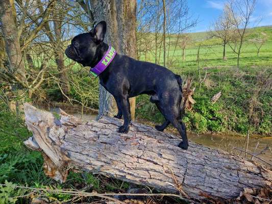 Französische Bulldoggen-Beitrag-Bild