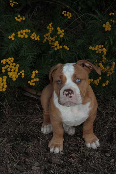 Olde English Bulldogge-Beitrag-Bild