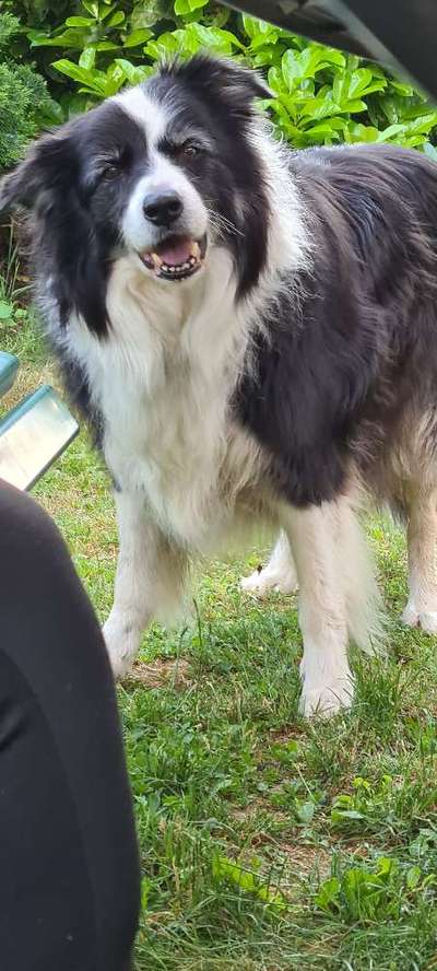 Gibt's hier noch mehr Border Collies???-Beitrag-Bild