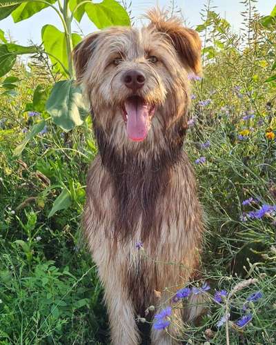 Hund und Natur-Beitrag-Bild