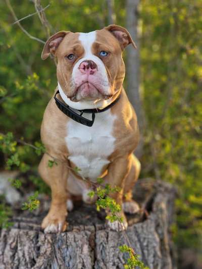 Olde English Bulldogge-Beitrag-Bild