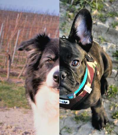 Postet das beste Foto von euren 4 beinern-Beitrag-Bild