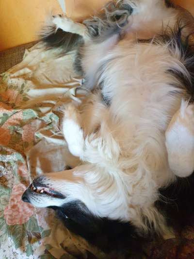 Zeige das lustigste Bild eures Hundis-Beitrag-Bild