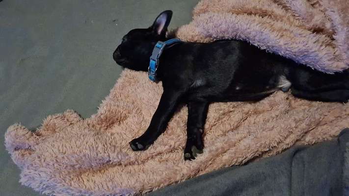 Französische Bulldoggen-Beitrag-Bild