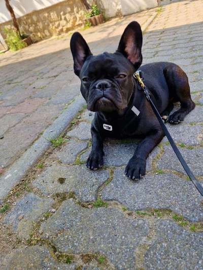 grumpy dog 😅-Beitrag-Bild