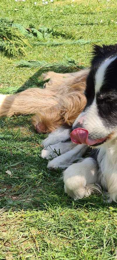 Welche Hunderasse-Beitrag-Bild