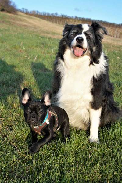 Umstellung vom grossen auf einen kleinen Hund-Beitrag-Bild