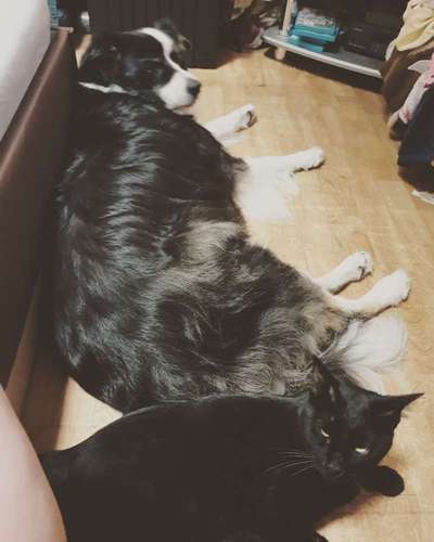 Hund und Katz Momente-Beitrag-Bild