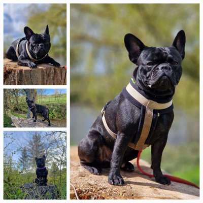 31. Collagen Challenge - Bänke/ Steine /Baumstümpfe-Beitrag-Bild