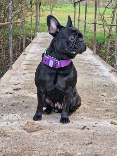 Französische Bulldoggen-Beitrag-Bild