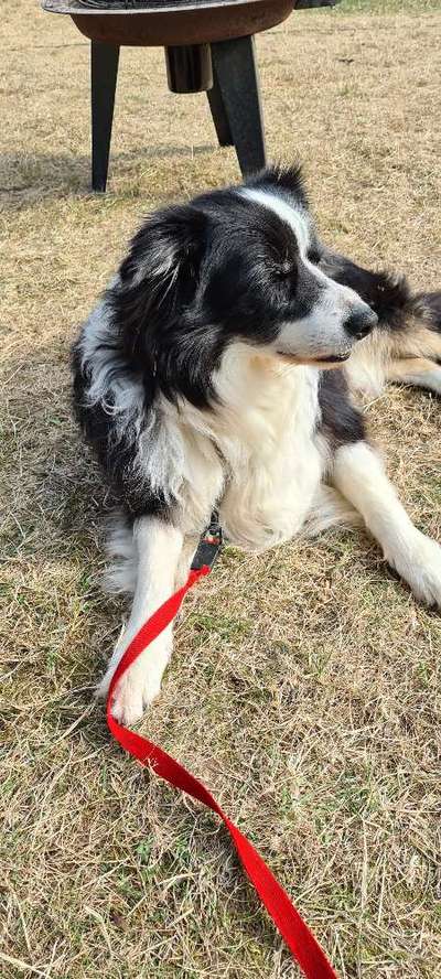 Hunde im Urlaub-Beitrag-Bild