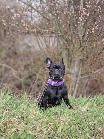 Französische Bulldoggen-Beitrag-Bild