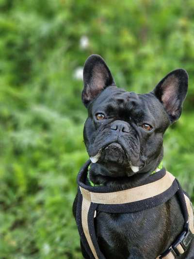 Französische Bulldoggen-Beitrag-Bild