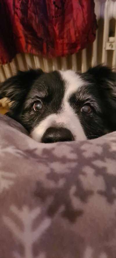 Zeigt mir die tollste Nahaufnahme von eurer Fellnase-Beitrag-Bild