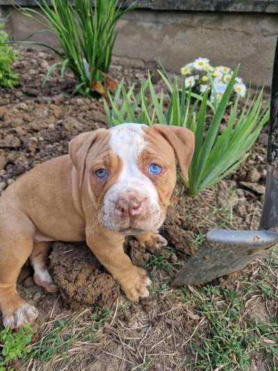 Olde English Bulldogge-Beitrag-Bild