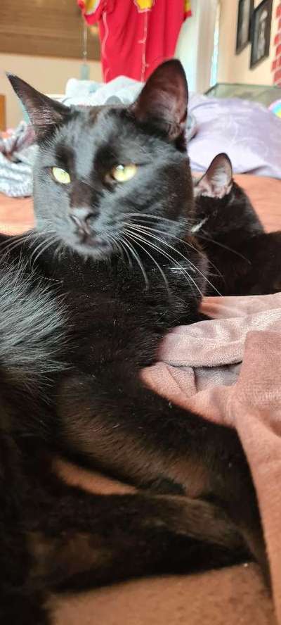 Hund aus dem Spanischen Tierschutz-Beitrag-Bild