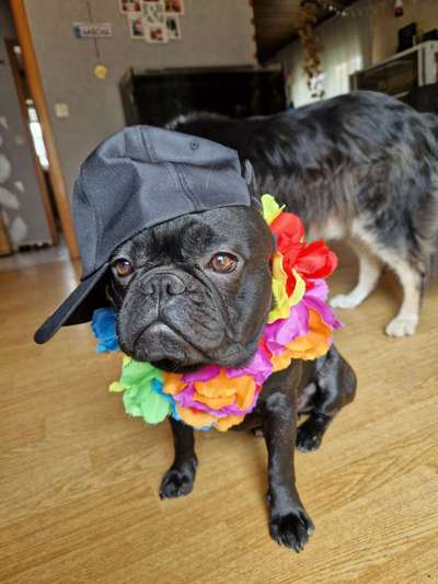 Französische Bulldoggen-Beitrag-Bild